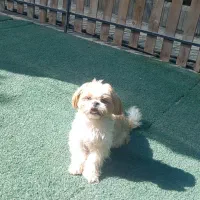 کارگر پانسیون سگ