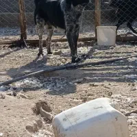 واگذاری سگ نگهبان گله ای همه چی تموم|سگ|پیر بکران, |دیوار