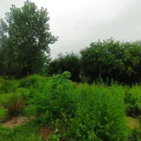 زمین ۱۶۵ متری بافت مسکونی چسبیده جنگل/لفور|فروش زمین و ملک کلنگی|شیرگاه, |دیوار