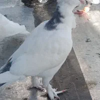 کفتر