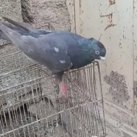 سینه سرکه ای نر|پرنده|مرودشت, رامجرد یک|دیوار