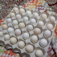 تخم مرغ عربی