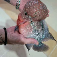 فلاورن هورن شرت بادی غول|ماهی|شیراز, گویم|دیوار