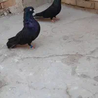 جفت سیاه واکسی|پرنده|خرمشهر, |دیوار