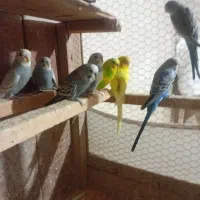 مرغ عشق درهمه رنگ