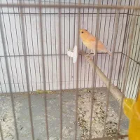 قناری نر|پرنده|سیرجان, |دیوار