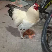 برهما|حیوانات مزرعه|بناب, |دیوار