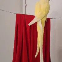 ملنگو لوتینو زرد سخنگو