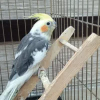 عروس هلندی