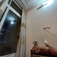 عروس هلندی دستی|پرنده|اصفهان, شاهزید|دیوار