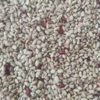 لوبیا چیتی امسالی درجه یک