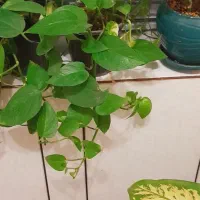 قلمه گل قیمت مناسب|گل و گیاه طبیعی|فردوس (خراسان), |دیوار