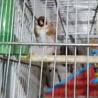 سهره کرمانی|پرنده|نیشابور, مازول|دیوار