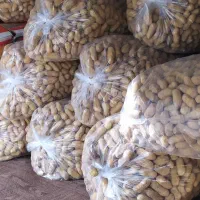 بادام زمینی|عمدهفروشی|کامیاران, |دیوار