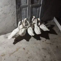 ۸عدد غاز محلی جوان|حیوانات مزرعه|سیمین شهر, |دیوار