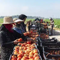 نیروی کار خانم پرداخت روزانه یک وهفتصد