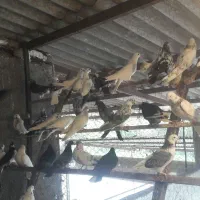 فروش ۸۰ تا کفتر غریب کشی یکجا و تک