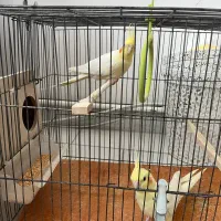 عروس هلندی|پرنده|سهند, |دیوار