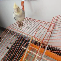 عروس هلندی گمشده