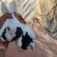 دو سه جفت پرنده درجه یک|پرنده|کازرون, |دیوار