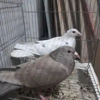 پرنده دورگ کوهی|پرنده|اهواز, کیانشهر|دیوار