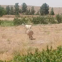 بز وبره