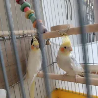 عروس هلندی