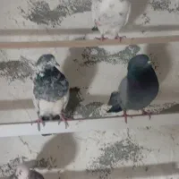 فروش کبوتر تهرانی|پرنده|ایلام, |دیوار