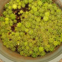 خزانه کاکتوس ژمینو|گل و گیاه طبیعی|تهران, ائمه اطهار|دیوار