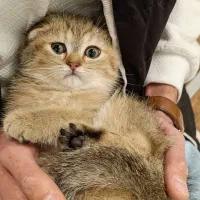 اسکاتیس فولد اصیل