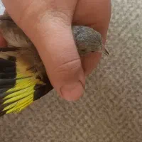 جوجه سره نر ریز خون