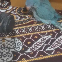 طوطی راهب سرلاکی دمه دونخور|پرنده|بابلسر, |دیوار