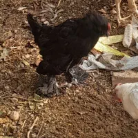 مرغ برهما