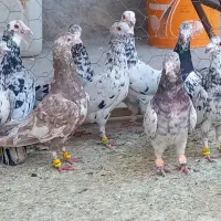 دسته کبوتری سرور گلدار کفتر ۳۲ عدد