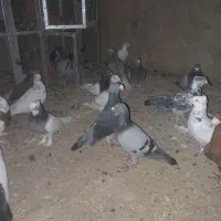 35عدد کفتر نر ماد داخلش بگیری دونی 200|پرنده|مرودشت, نقش رستم|دیوار