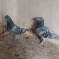 دو عدد ماده مسافتی|پرنده|پردیس, سیاه سنگ|دیوار