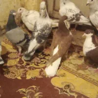 پرنده|پرنده|بیرجند, |دیوار