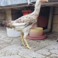 3 مرغ و دوتا تیمچه لاری