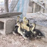 جوجه اردک اسرائیلی. مسکویی.خارجی