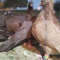 تعدادی کفتر پرشتی|پرنده|خرمآباد, |دیوار