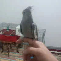 عروس هلندی