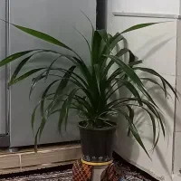 گل پاندانوس