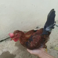 خروس