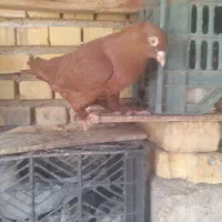 فروش کبوترسری ۱۵۰ تومان