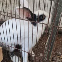 خرگوش