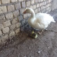 غاز و جوجه