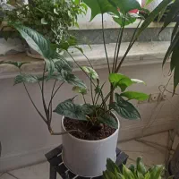 گلدان گوش گرگی