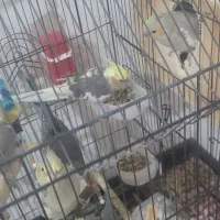 عروس هلندی نروماده|پرنده|صدرا-فارس, فاز ۲|دیوار