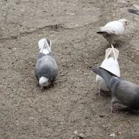 کفتر ،کبوتر پرشی|پرنده|فردیس, کوی نور|دیوار