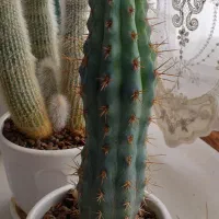 گل کاکتوس خاص